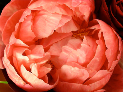 peonie flower
